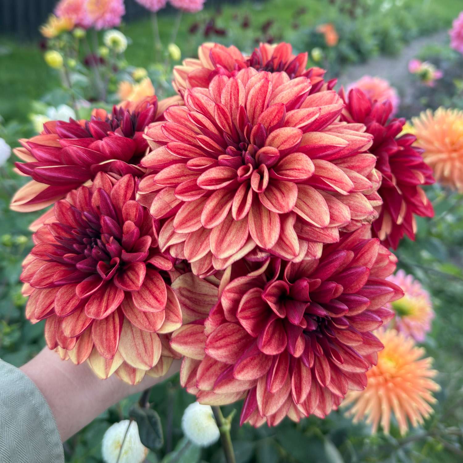 Dahlia 'Glossy Maracana'